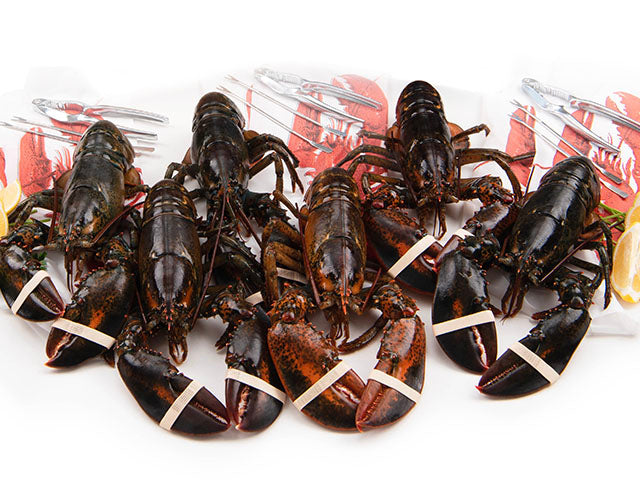 Live Lobster