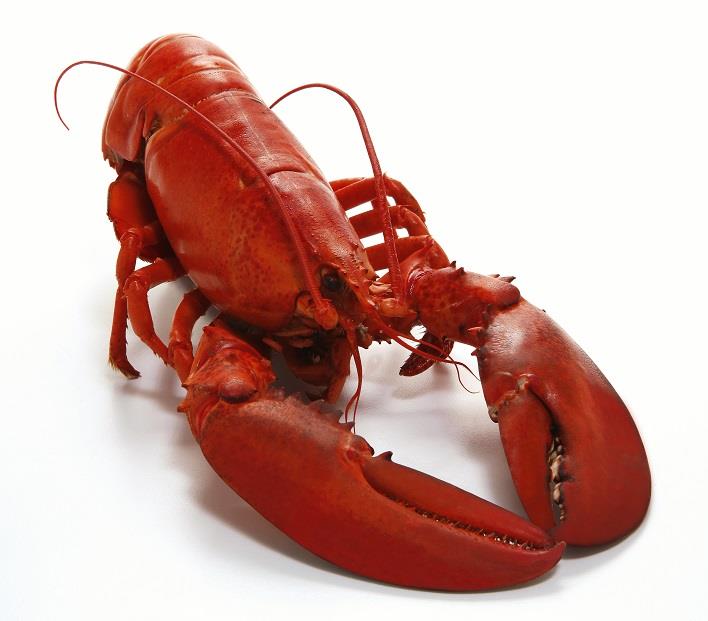 Traditional Boiled Clearwater Lobster