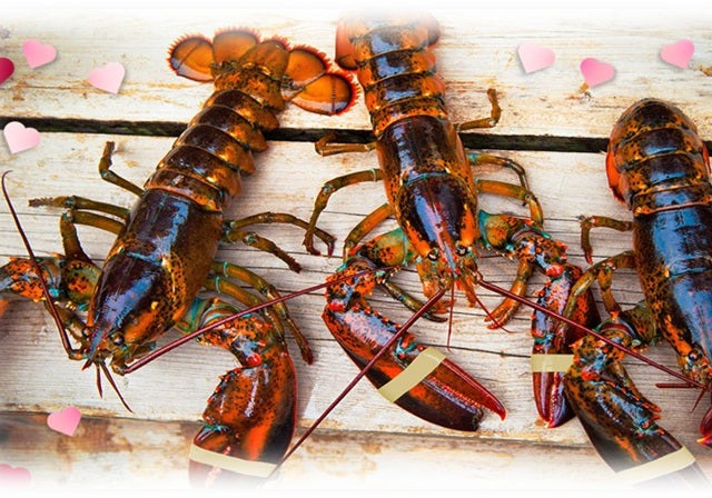 Live Lobster