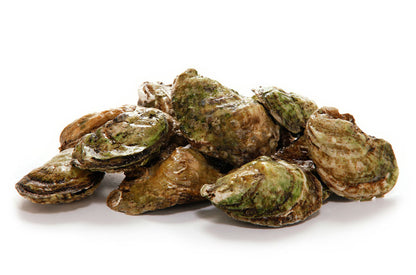 Oysters