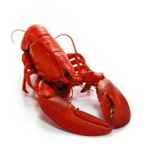 Cooked 1 ½ lb Lobster
