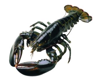 Live Lobster Halves