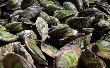 Fresh Choice Oysters 24pc